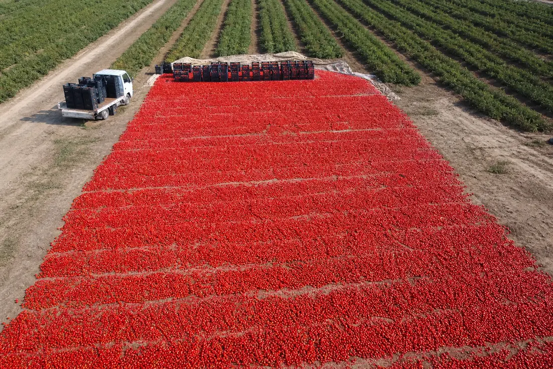 chin-chin-tomato-paste-buying-criteria-0-1788071111777
